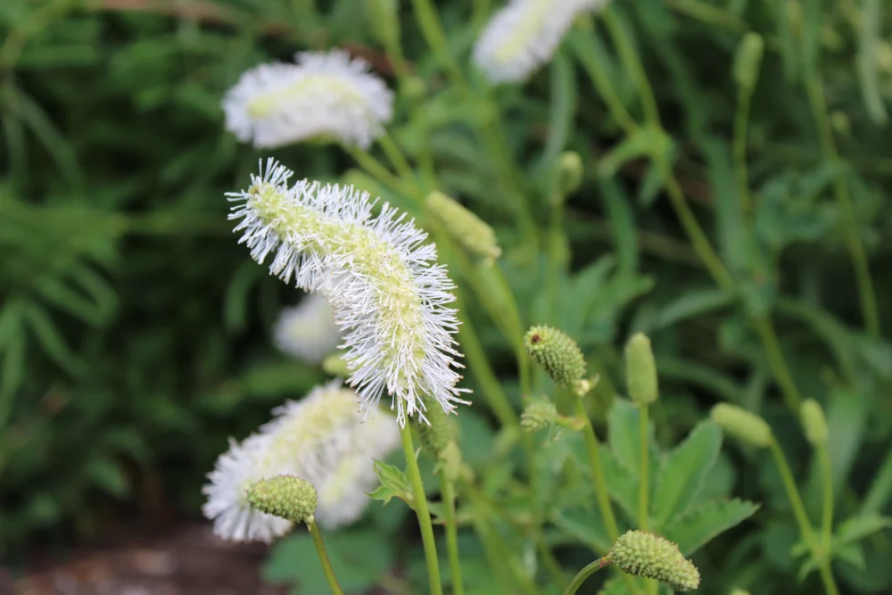 plants S-T — issima